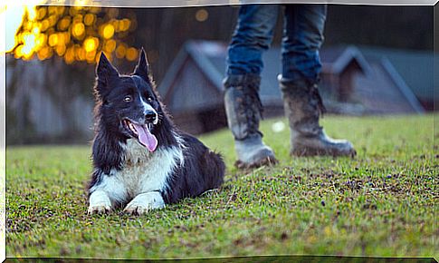 Your dog's body language